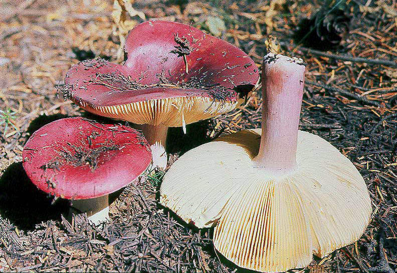 Russula